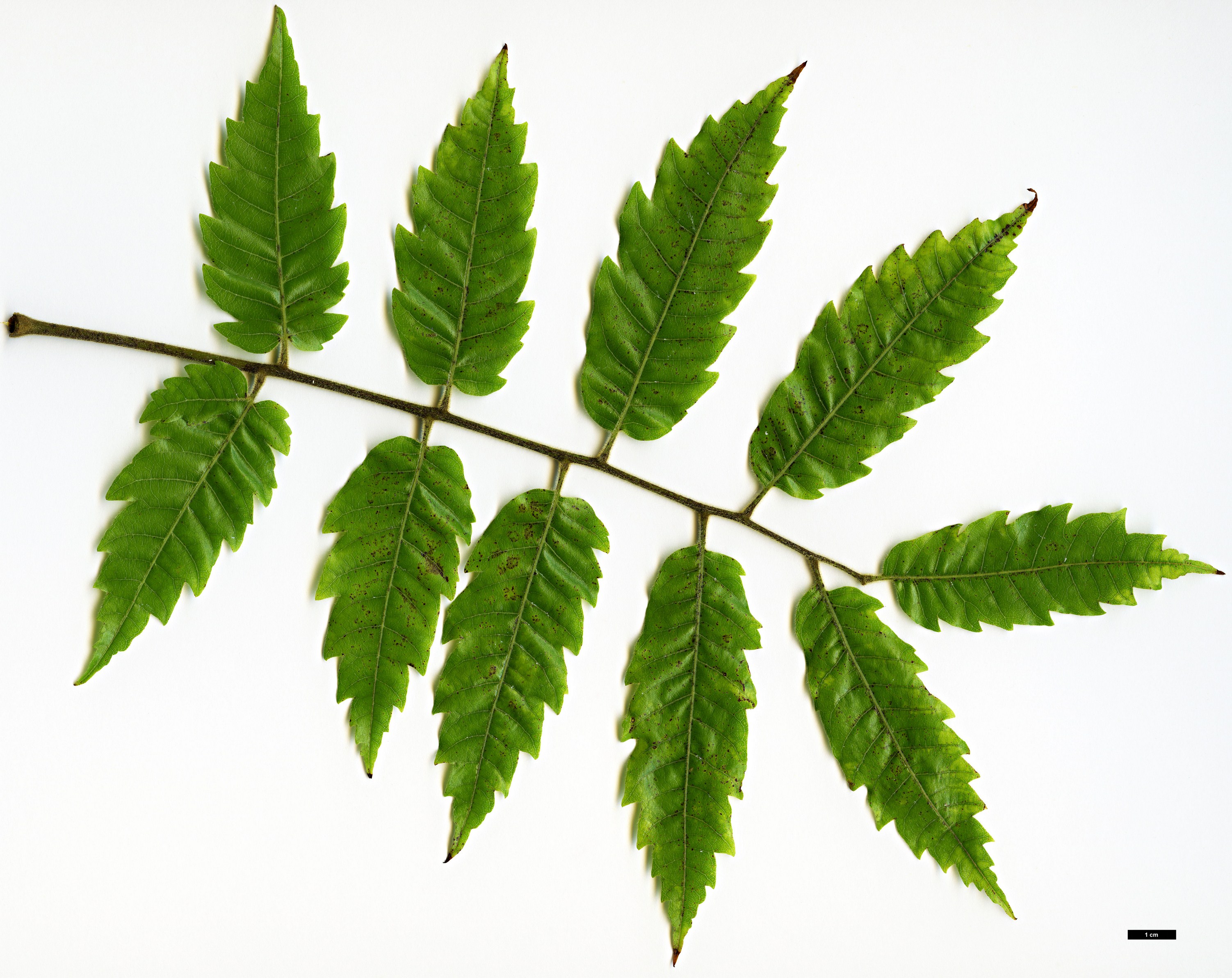 High resolution image: Family: Sapindaceae - Genus: Alectryon - Taxon: excelsus